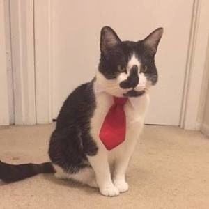 Meet your Posher, Robert